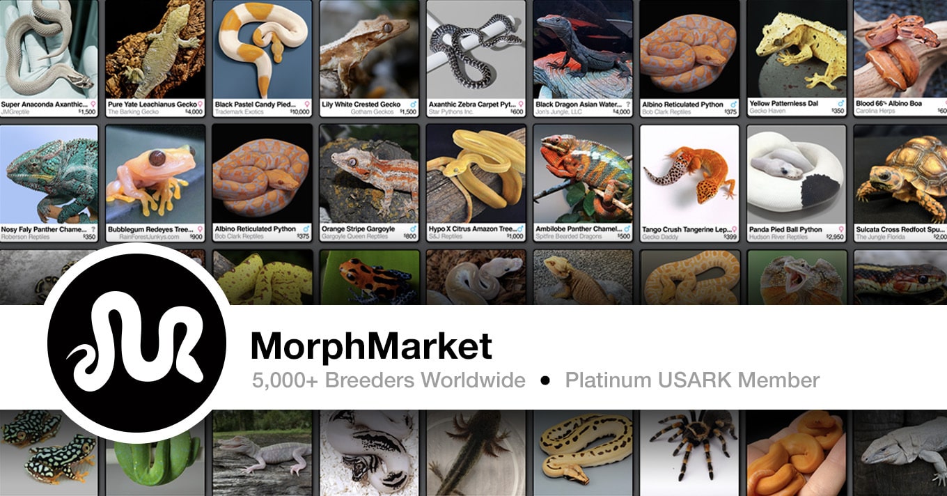 MorphMarket