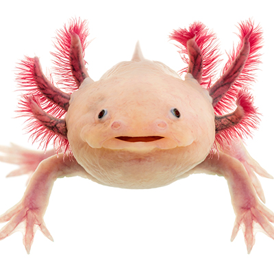 Axolotls