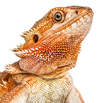 Bearded Dragons