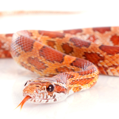 Corn Snakes