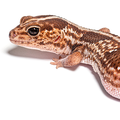 African Fat-Tailed Geckos