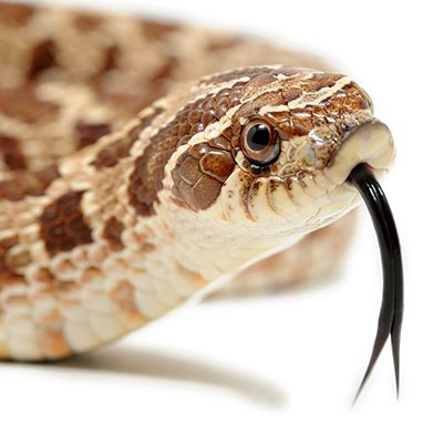 Hognose Snakes