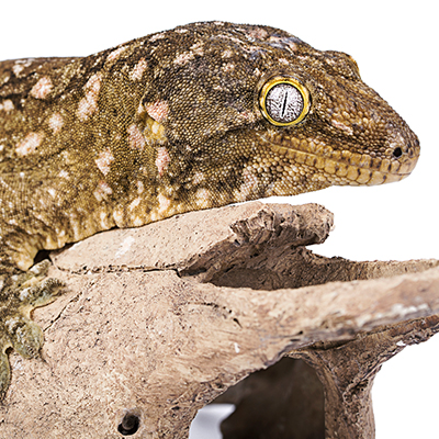 Leachianus Geckos