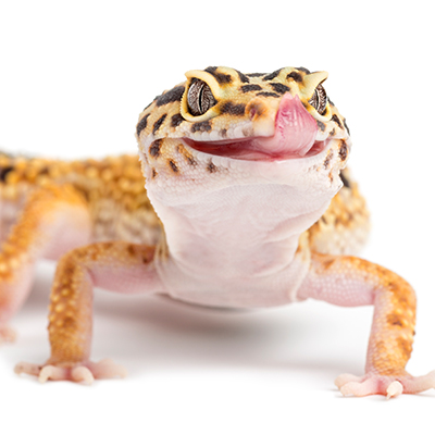 Leopard Geckos