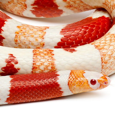 Milk Snakes