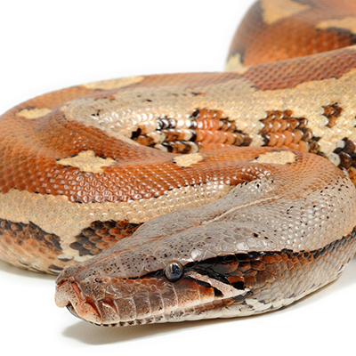 Short-Tailed Pythons